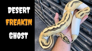 Desert Ghosts!! IN DEPTH - RCR