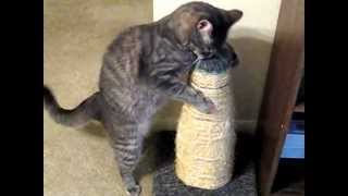 Kitty Cat Kirby Having a Crack Attack