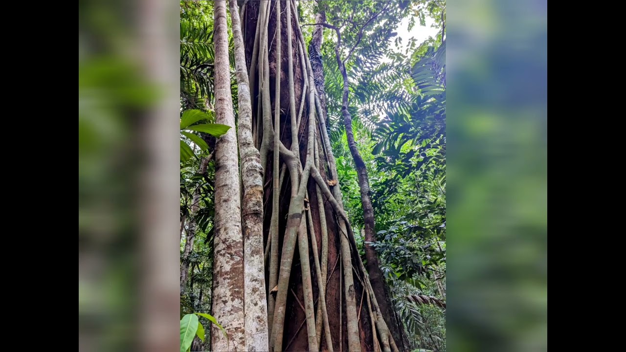 Palm Cove, Mossman George, Daintree Crocodile Cruise, Cape Tribulation & Port Douglas Tour 