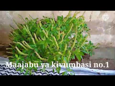 USIPITE BILA KUTAZAMA MAAJABU YA KIVUMBASI NO 1
