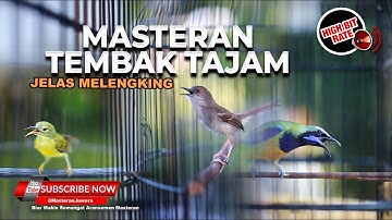 🔴Masteran Kompilasi Tembakan Kristal Cucak Cungkok vs Korlap vs Ciblek Kristal Bren