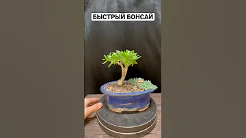 ДЕЛАЮ БОНСАЙ ЗА ДВЕ СЕКУНДЫ. КРАССУЛА ТОЛСТЯНКА ДЕНЕЖНОЕ ДЕРЕВО ЦВЕТЫ РАСТЕНИЯ СУККУЛЕНТЫ