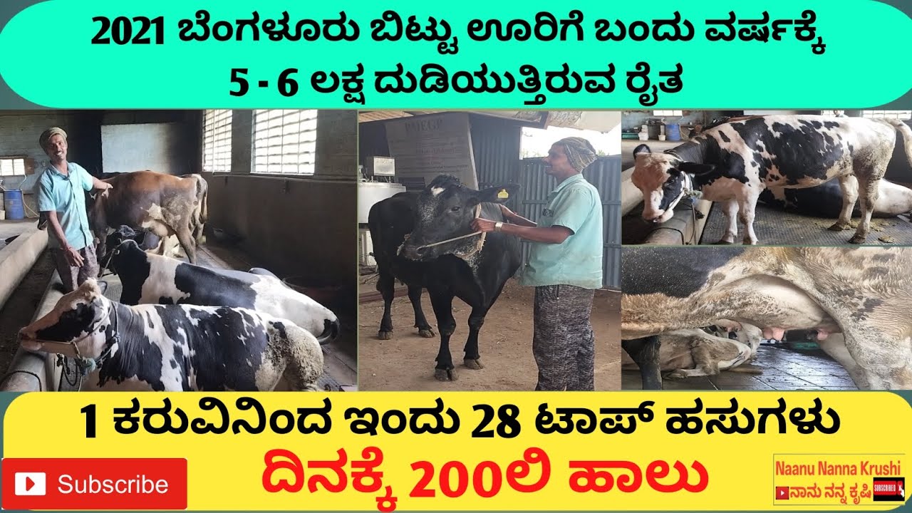 🙏 Successful Dairy Farming Karnataka | 200+ milk per day | ಅತ್ತೆ ಕೊಟ್ಟ ಒಂದು ಕರುವಿನಿಂದ start ಆದ luck🐄