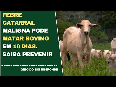 FEBRE CATARRAL MALIGNA PODE MATAR BOVINO EM 10 DIAS. SAIBA PREVENIR