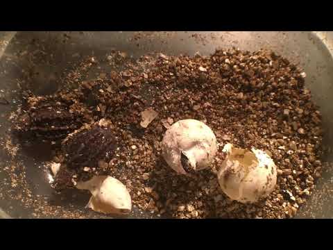60 LB, 40 YR  ALLIGATOR SNAPPING TURTLE!!  SNAPPER EGGS HATCHING!!