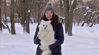Немецкий шпиц Немецкий шпиц