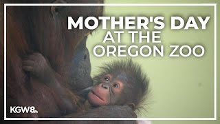 Celebrating an orangutan mom for Mother's Day at the Oregon Zoo