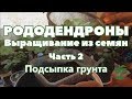 Рододендроны из семян | Часть 2. Подсыпка грунта