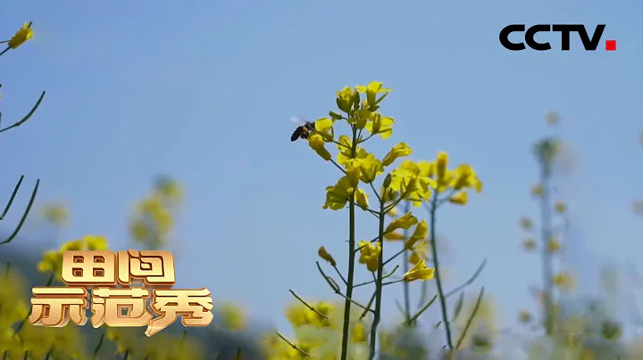 蟲子雖小，卻會危害漫山油菜花！專家教你一招解除蟲害危機 | CCTV「田間示範秀」20201007 - 天天要聞