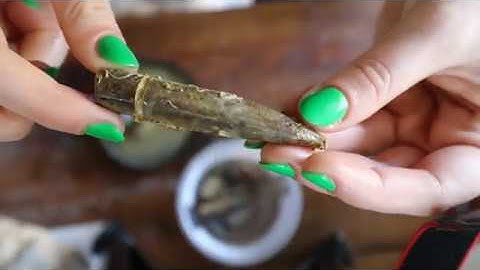 Cleaning/Dissolving Fossils With Vinegar - Fossil Friday On A Friday Yay