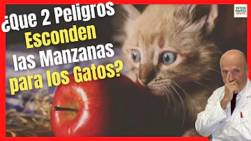 ¿Pueden los gatos comer manzanas con piel?