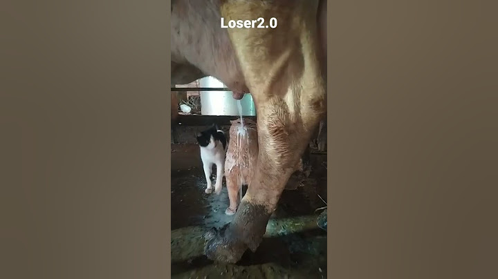 une Vaches allaite 2 chats #funnyvideo #chat #cat #vache