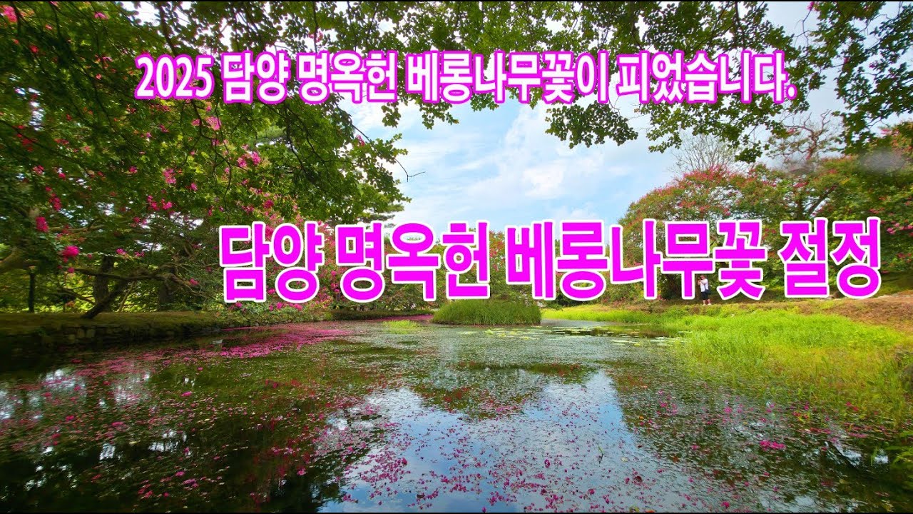 2025년 담양 명옥헌원림 베롱나무꽃 활짝 핌, #명옥헌원림, #베롱나무꽃, #담양여행, #여름꽃명소, #한국전통정원