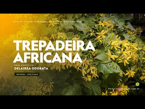 Vídeo: Que plantas crescem na África do Sul?