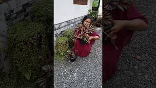 Rex Begonia care tips 🌿 | colourful indoor plant full guide in malayalam | easy propagation