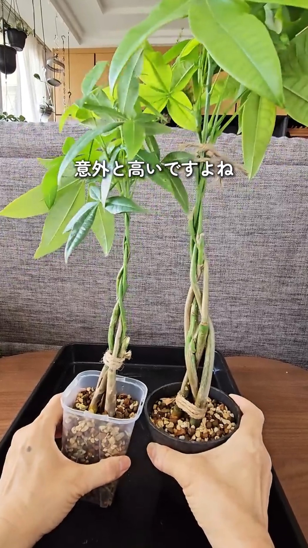自分で編み込みパキラ作ってみない？コツさえ掴めば、簡単にできるよ