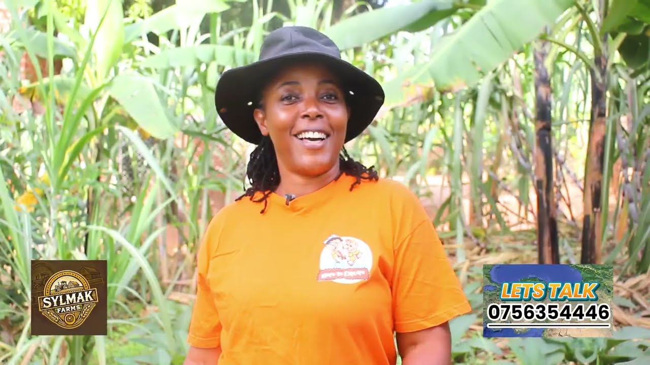 How to Expand Comfrey leaf Garden