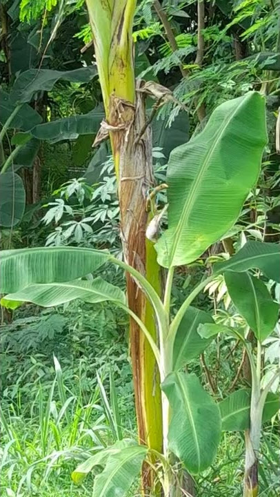 Cara Pikat Ciblek sawah / Ciblek Klik-Klik#shorts