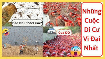 Di cư trong hoang dã | Di cư của cá hồi | thegioilaky