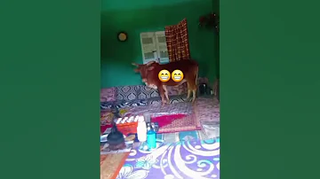 Viralvideo Funny 