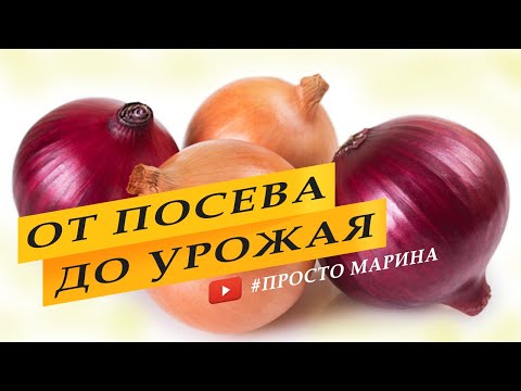 Лук из семян. Выращивание лука от посева до уборки урожая.