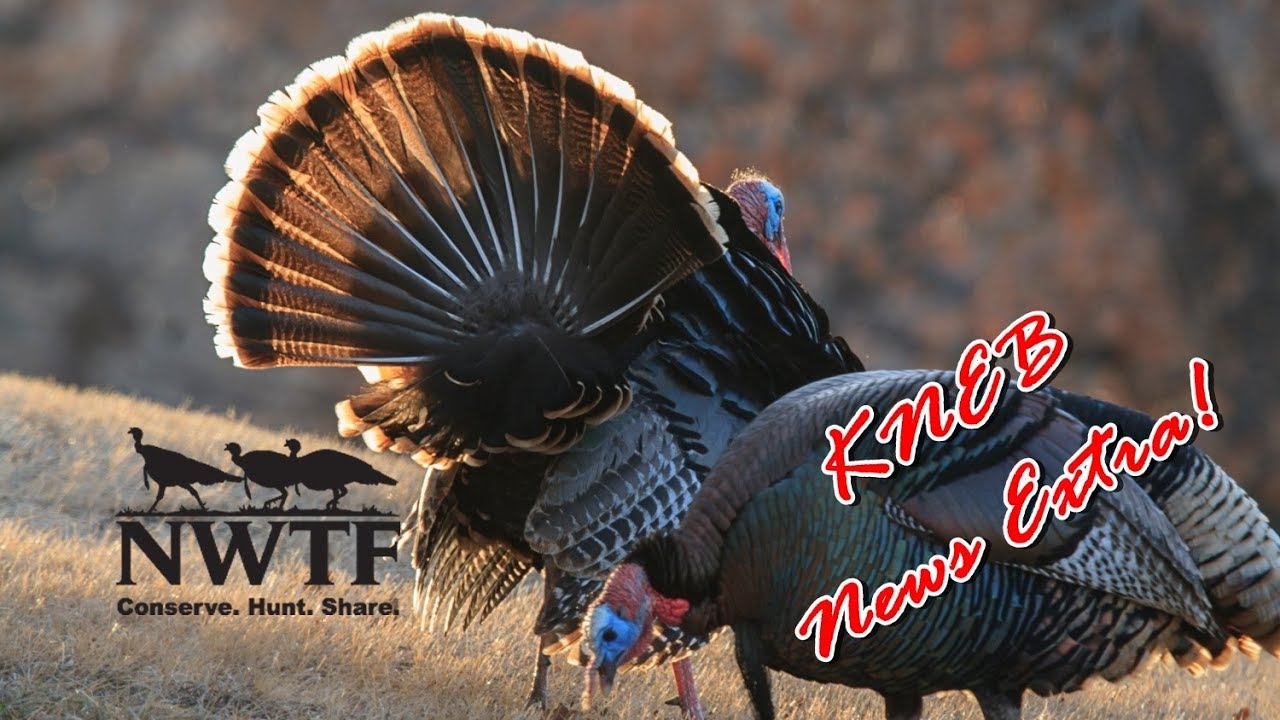National Wild Turkey Federation Banquet KNEB News Extra! YouTube