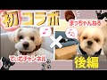 【リモートコラボ/後編】ペットYouTuber同士楽しく撮影！！おやつパーティー、YouTube裏話、犬との生活…可愛いワンちゃん達と過ごす癒しの時間♪