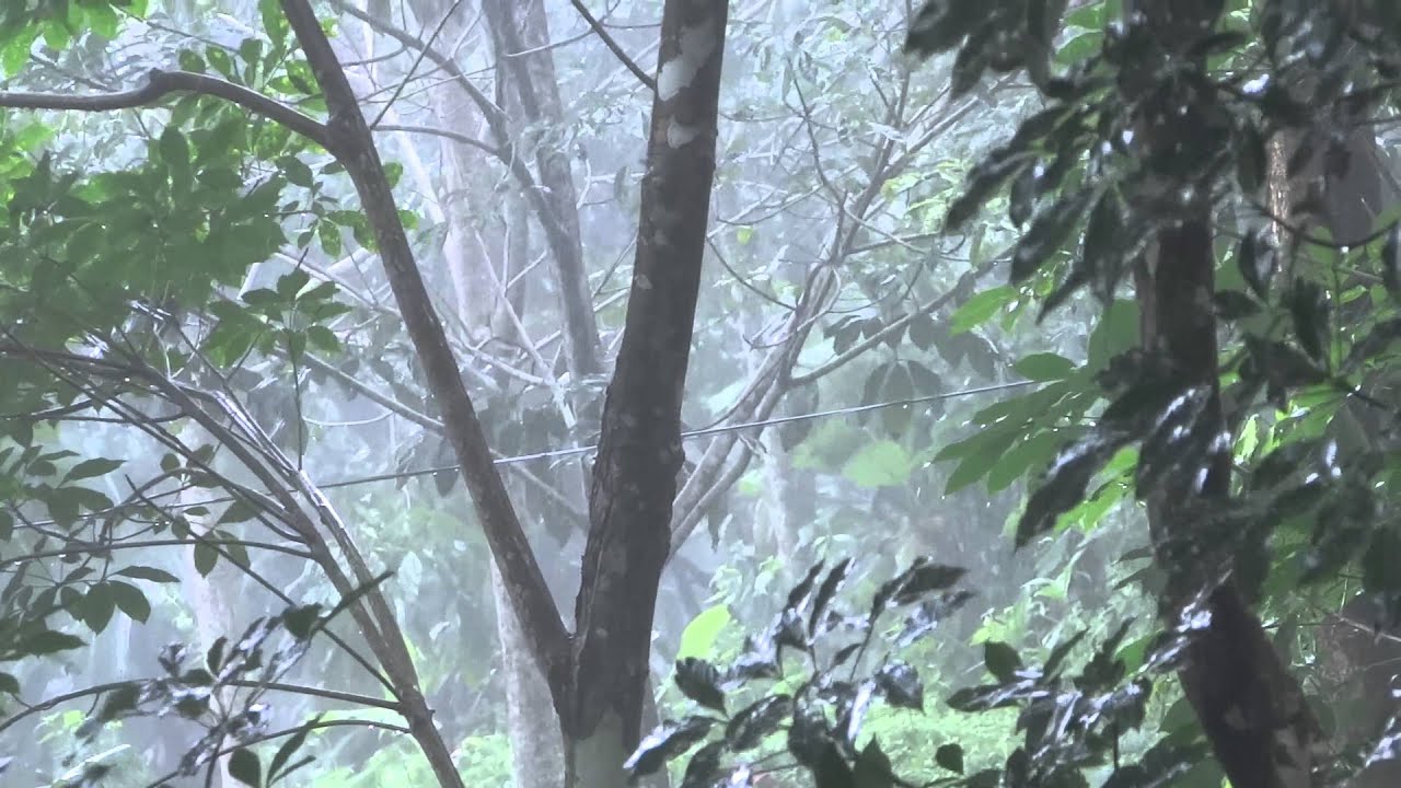 rain at kerala 1 min natural rain beauty youtube