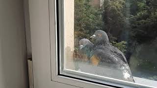 Doves on my windowsill. Голубиная любовь.