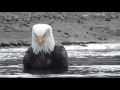 An eagle walks to a bath house