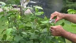 Pruning A Persian Lime in a Container