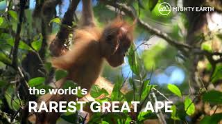 Saving the world's rarest great ape: the Tapanuli Orangutan