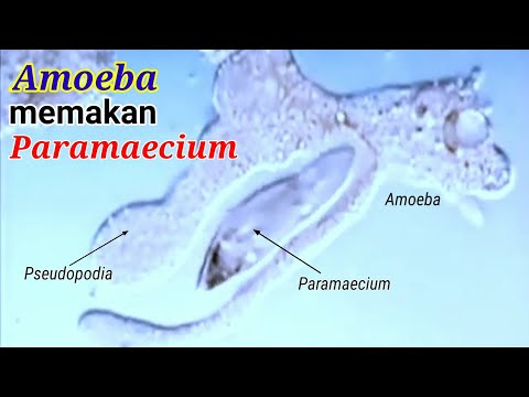 CARA AMOEBA MEMAKAN MAKANANNYA (FAGOSITOSIS)