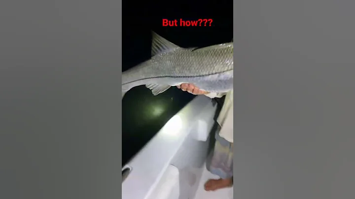 Goliath snook slam! Over 40 inch monster fish! Flo...