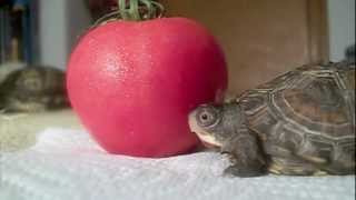 Two Turtles eat a Tomato