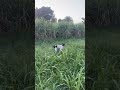shikari #trending #pitbull #puppy #pointerdog