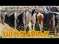 38 литр сүт берээр УЙ базарга чыкты  |  БУКАЛАР менен саан УЙ баалары