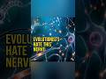 The oddities of the recurrent laryngeal nerve and the evolution vs creation debate it sparks