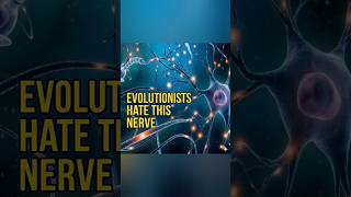 The oddities of the recurrent laryngeal nerve and the evolution vs creation debate it sparks