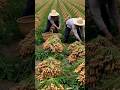 Wawo Amazing Farming Of Peanut Great Farming #agriculture #farming #farm #farmer #satisfying