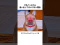 犬をベッドから追い出してはいけない理由