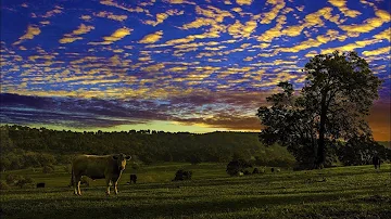 🐤🐮  FARM EVENING sound - Countryside nature - Bird , cow & insect - holiday , land , weekend