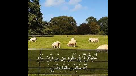 ( وَإِنَّ لَكُمْ فِي الأَنْعَامِ لَعِبْرَةً ) سورة النحل ، إدريس أبكر ⁦