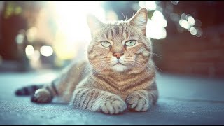 Kling Boomboom Effects Of Cat