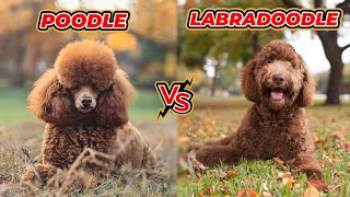 POODLE VS LABRADOODLE | Standard Poodle |  Labradoodle Temperament |  Standard Poodle Puppies