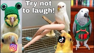 FUNNY PARROT COMPILATION - Try not to laugh by Pet Blade 475 views 2 years ago 5 minutes, 20 seconds