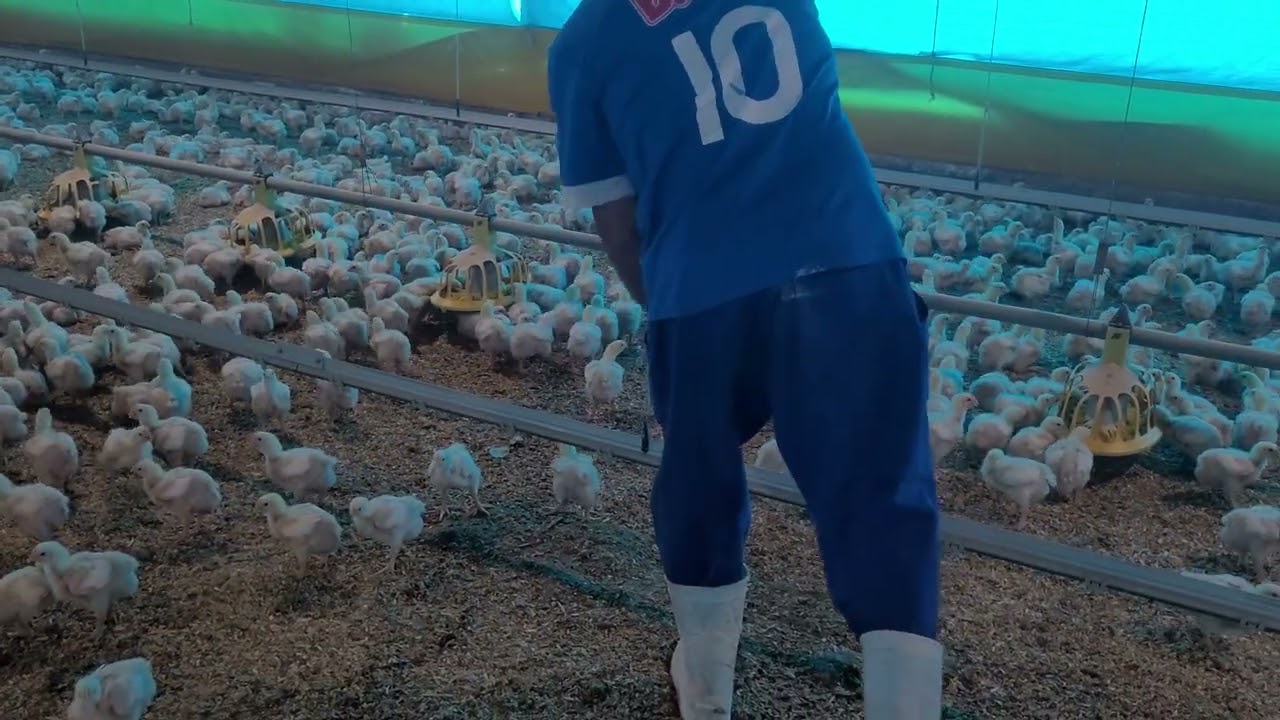 Novo lote de frangos de corte 🚜🐓 | Acompanhando o crescimento