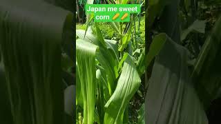 sweet corn 🌽 🌽