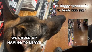 A kid SCARES my service dog in training.