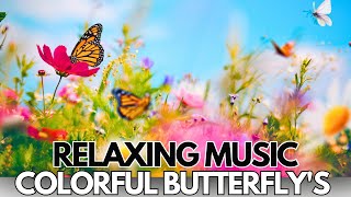 10 mins relaxing Butterfly's 📸🦋🦋#colorful#amazing #butterfly #relaxingmusic